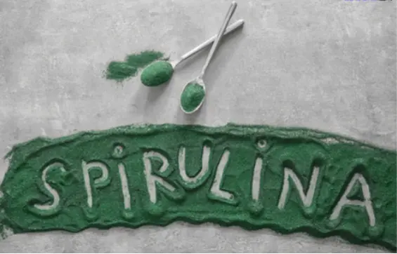 spirulina powder