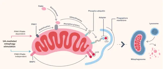 Legend: UA can activate mitophagy by regulating different pathways.