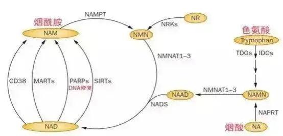 The importance of NAD+